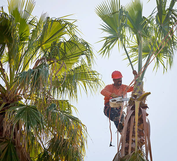 How Our Tree Care Process Works  in  Saddle River, NJ